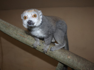 Držte nám palce s odchovem lemura korunkatého, vzkázala plzeňská zoo. Loni mládě po pár dnech uhynulo