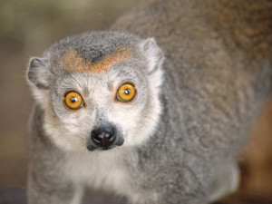 Držte nám palce s odchovem lemura korunkatého, vzkázala plzeňská zoo. Loni mládě po pár dnech uhynulo