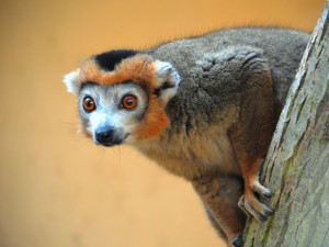 lemur korunkatý, samec