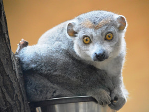Držte nám palce s odchovem lemura korunkatého, vzkázala plzeňská zoo. Loni mládě po pár dnech uhynulo