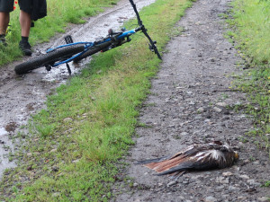 Vysíleného luňáka našli u cesty cyklisté
