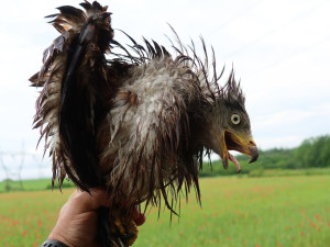 Promočená samice byla na pokraji sil