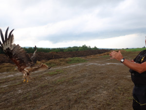 Vypuštění zachráněné samice zpět do volné přírody