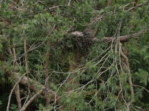 Na samici čekala na hnízdě dvě mláďata