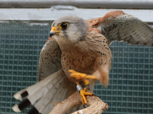 Jeden ze zachráněných samců poštolky