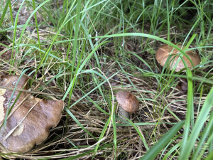 Vyrazili jsme do lesa prověřit, zda už opravdu rostou houby. A máme pro vás dobrou zprávu