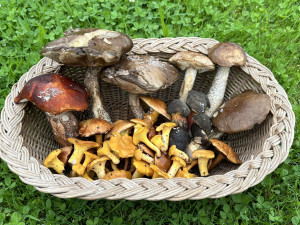 Vyrazili jsme do lesa prověřit, zda už opravdu rostou houby. A máme pro vás dobrou zprávu