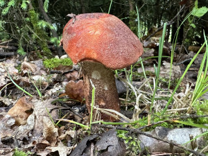 Vyrazili jsme do lesa prověřit, zda už opravdu rostou houby. A máme pro vás dobrou zprávu