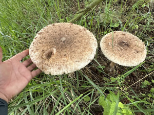 Vyrazili jsme do lesa prověřit, zda už opravdu rostou houby. A máme pro vás dobrou zprávu