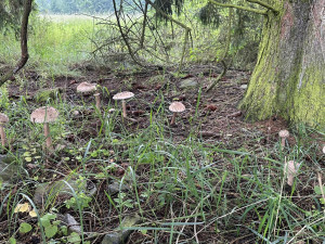 Vyrazili jsme do lesa prověřit, zda už opravdu rostou houby. A máme pro vás dobrou zprávu