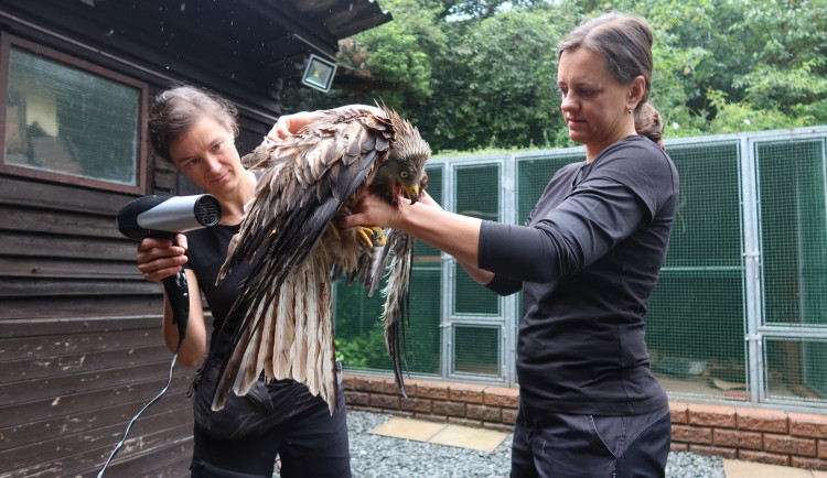 Zachráněná samice luňáka zažila komfortní osušení fénem