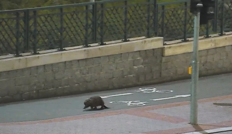 VIDEO: Tady normálně běhá bobr, líčil šokovaný muž. Zavalitý hlodavec si vykračoval kousek od hlavního nádraží