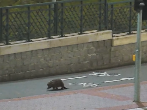 VIDEO: Tady normálně běhá bobr, líčil šokovaný muž. Zavalitý hlodavec si vykračoval kousek od hlavního nádraží