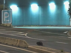 VIDEO: Tady normálně běhá bobr, líčil šokovaný muž. Zavalitý hlodavec si vykračoval kousek od hlavního nádraží