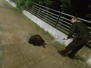 VIDEO: Tady normálně běhá bobr, líčil šokovaný muž. Zavalitý hlodavec si vykračoval kousek od hlavního nádraží