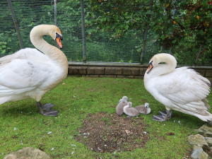 Labutí rodina při ozdravním pobytu v záchranné stanici
