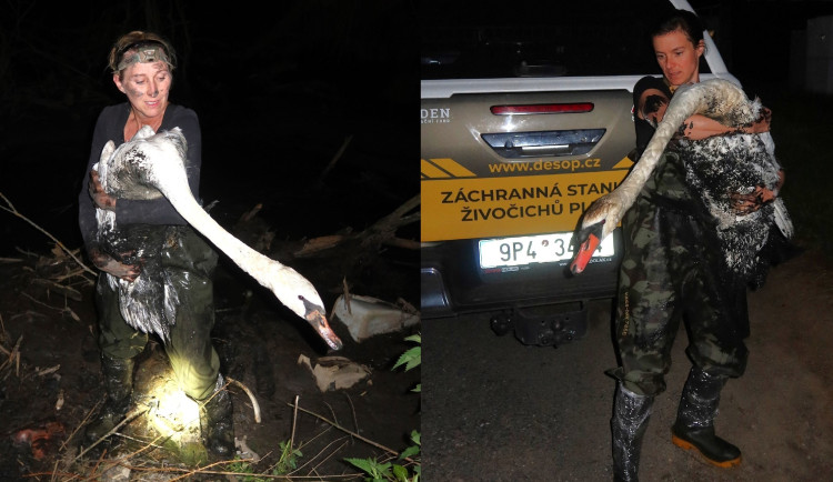 Dvě statečné ženy dokázaly labutě zachránit z bahna doslova na poslední chvíli