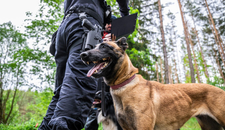 Policejní fenka Kelly prošla nejtěžšími kynologickými testy, teď pomůže s pátráním po pohřešovaných