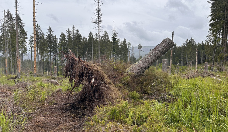 K samovolné obnově lesů na Šumavě pomáhá tlející dřevo, zadržuje vodu a poskytuje útočiště vzácným broukům