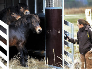 Trojice divokých koní v Nýřanech u Plzně.