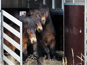 Trojice divokých koní v Nýřanech u Plzně.