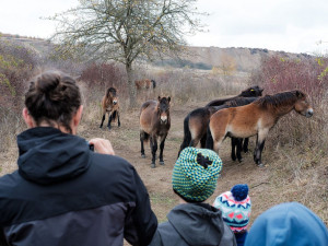 Stádo exmoorských koní se od roku 2018 pase také ve velkém výběhu na bývalém tankodromu na Šlovickém vrchu u Dobřan na Plzeňsku.