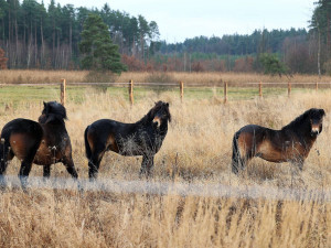 Trojice divokých koní v Nýřanech u Plzně.