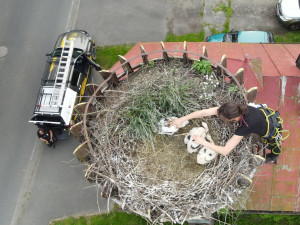 Adopce osiřelých čapích mláďat na náhradní hnízda jedou na plné obrátky. Záchranáře napadly při akci vosy