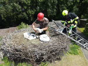 Adopce osiřelých čapích mláďat na náhradní hnízda jedou na plné obrátky