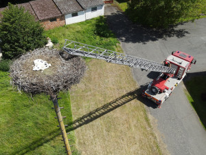 Adopce osiřelých čapích mláďat na náhradní hnízda jedou na plné obrátky