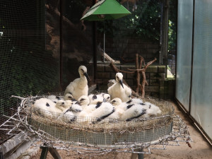 Tato osiřelá čapí mláďata je potřeba umístit na náhradní hnízda k adoptivním rodičům