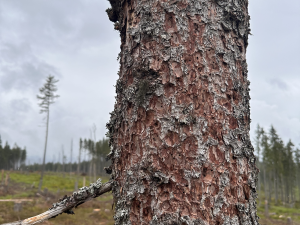 Ponechaný pahýl na těžené ploše je prostřeným stolem pro šplhavce. Foto Jan Dvořák
