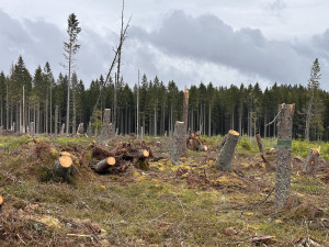 Vývraty, pahýly, ale i celé souše jsou důležité pro lesní ekosystémy. Foto Jan Dvořák