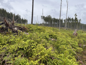 Přirozená obnova smrků a jeřábů ptačích. Foto Jan Dvořák