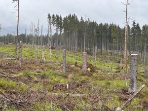 Vytěžená plocha, kde jsou ponechány zbytky smrků k zetlení, je neuklizena. Z přírodního hlediska je to v pořádku. Foto Jan Dvořák