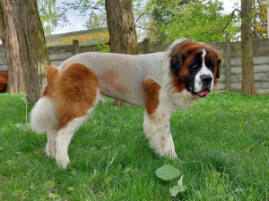 Moskevský strázní pes Barllon Luck of Catherine. Život mu zachránila blesková operace na pohotovosti v Plzni