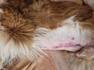 Moskevský strázní pes Barllon Luck of Catherine. Život mu zachránila blesková operace na pohotovosti v Plzni