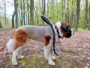 Moskevský strázní pes Barllon Luck of Catherine. Život mu zachránila blesková operace na pohotovosti v Plzni