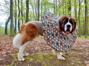 Moskevský strázní pes Barllon Luck of Catherine. Život mu zachránila blesková operace na pohotovosti v Plzni