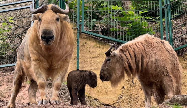 V zoo přišlo na svět mládě velmi vzácného takina čínského. Má rohy pakoně, nos losa, ocas medvěda a tělem připomíná bizona