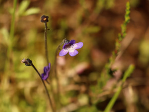 Dobrovolníci pomáhají se záchranou silně ohrožených masožravek, rostou na rašelinné louce u zaniklé obce