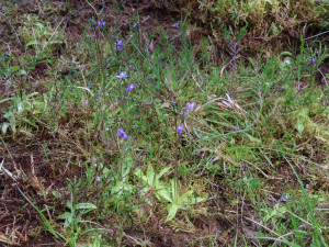 Dobrovolníci pomáhají se záchranou silně ohrožených masožravek, rostou na rašelinné louce u zaniklé obce