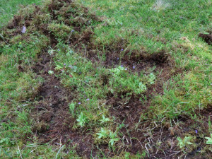 Dobrovolníci pomáhají se záchranou silně ohrožených masožravek, rostou na rašelinné louce u zaniklé obce