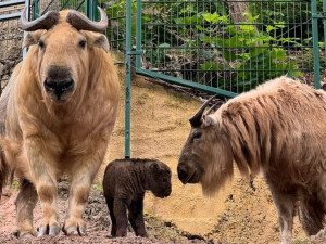 V zoo přišlo na svět mládě velmi vzácného takina čínského. Má rohy pakoně, nos losa, ocas medvěda a tělem připomíná bizona