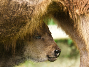 Zubří babička porodila v devatenácti letech zdravé mládě. Podle chovatelů jde o naprostou raritu