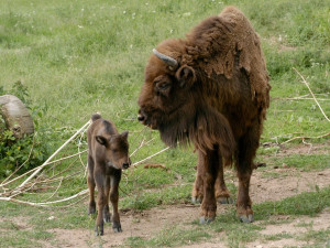 Další rekordmankou byla samice Cvarka, dožila se úctyhodných 25 let.