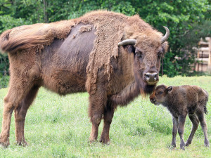Další rekordmankou byla samice Cvarka, dožila se úctyhodných 25 let.
