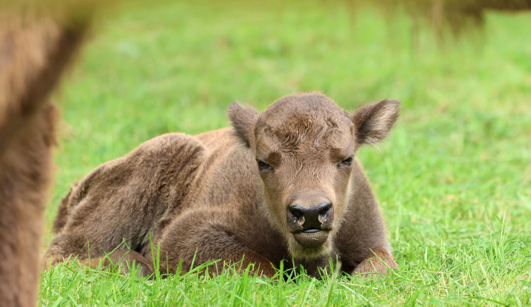 Zubří babička porodila v devatenácti letech zdravé mládě. Podle chovatelů jde o naprostou raritu