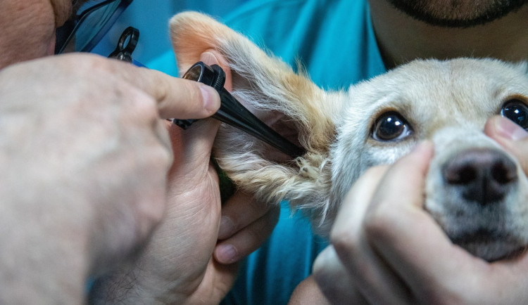 Město chce spolu s krajem najít řešení, jak zajistit fungování veterinární pohotovosti