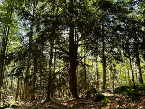 Stáří tohoto stromu je přes tisíc let